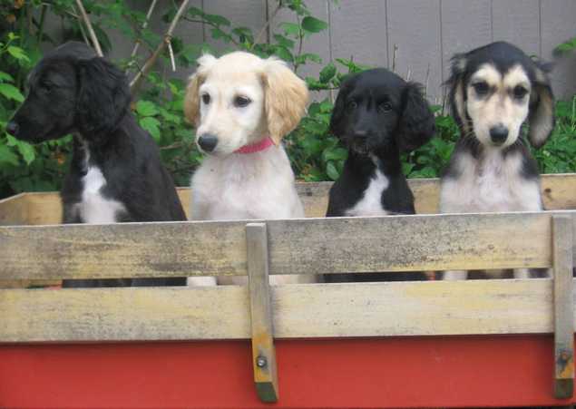 Afghan Hound Puppies Image