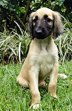 Afghan Hound Puppy Picture