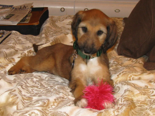 Afghan Hound Puppy Sitting On Bed