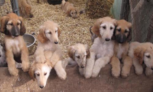 Afghan Hound Purebred Puppies
