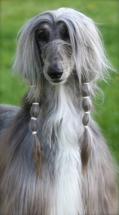 Afghan Hound With Braid Hairstyle