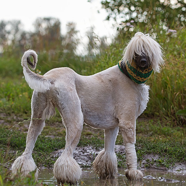 Afghan Hound With Funny Hairstyle