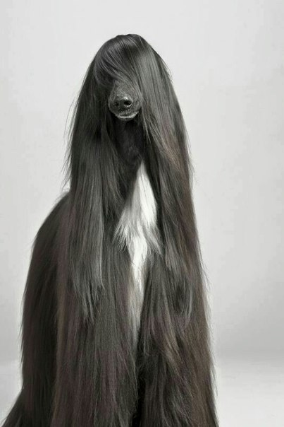 Afghan Hound With Long Black Hair