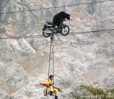 Amazing Animal Bike Riding Funny Picture