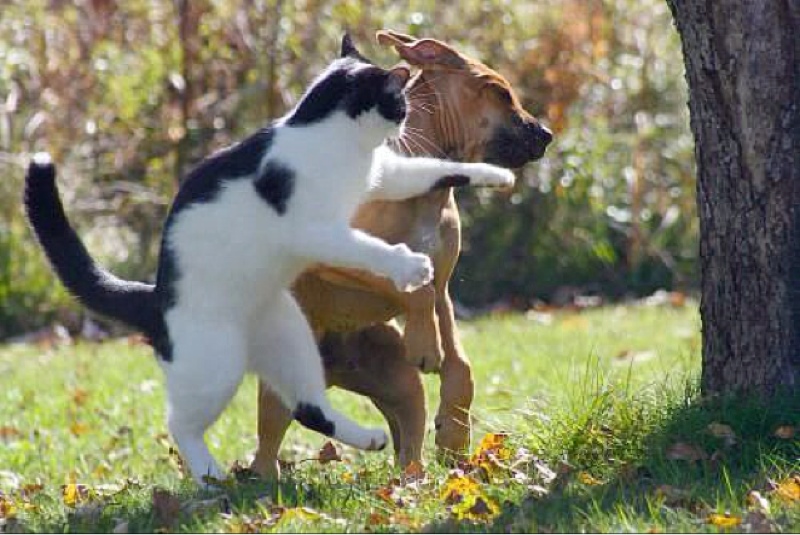 Amazing Cat And Dog funny Image
