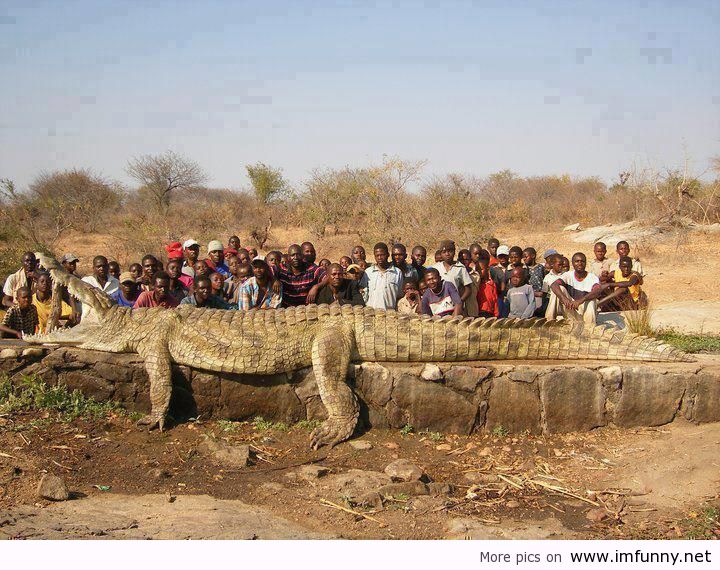 Amazing Crocodile Funny Picture