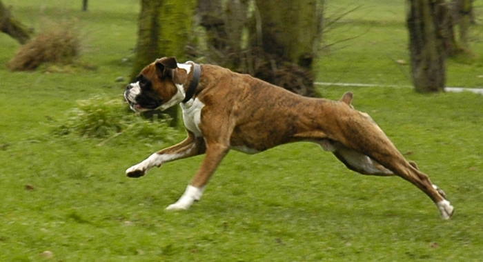 American Boxer Dog Running Picture