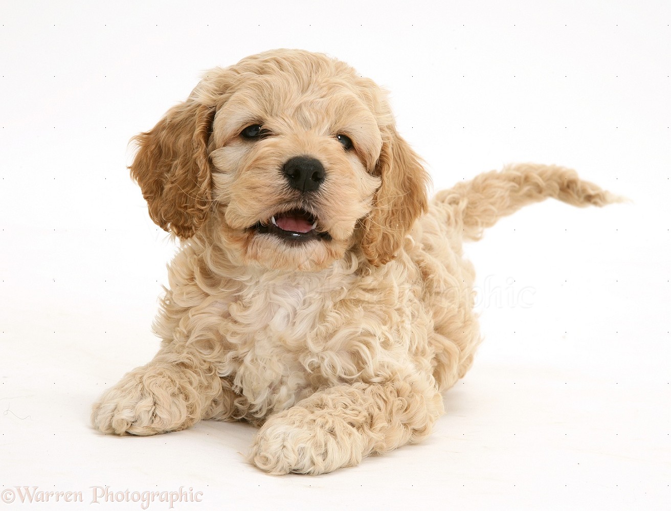 American Cockapoo Puppy Picture
