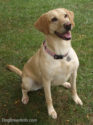15 Top Photos American Lab Puppies Wisconsin - Chocolate Lab Rescue Ohio | Top Dog Information