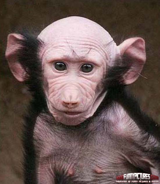 Bald Monkey With Big Ears