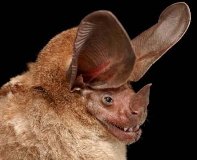 Bat With Rhinoceros Face Funny Picture