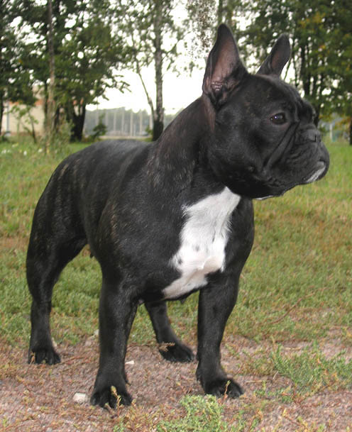Beautiful Black French Bulldog Picture