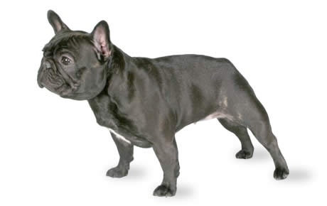 Beautiful Black French Bulldog