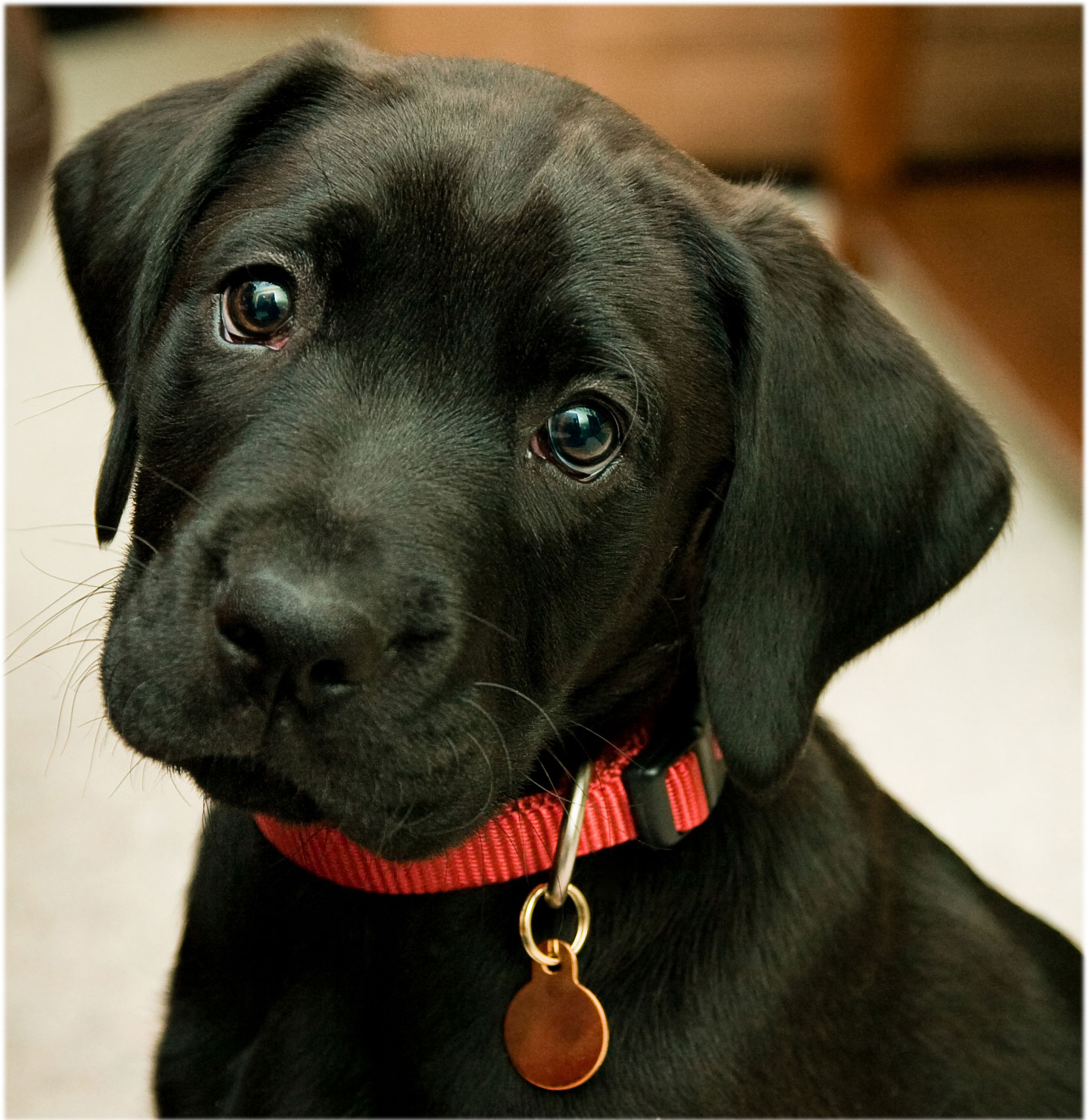 25 Cute Labrador Retriever Puppies Pictures And Images
