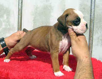 Beautiful Boxer Puppy