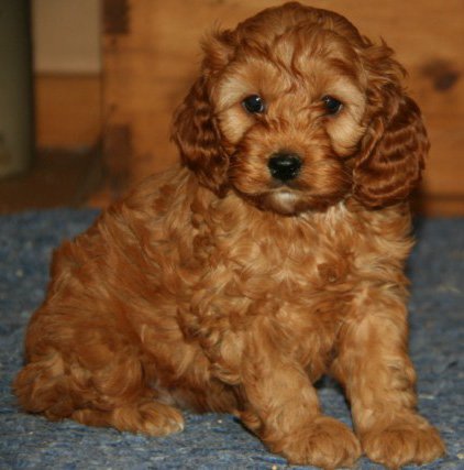 30 Best Brown Cockapoo Pictures And Images