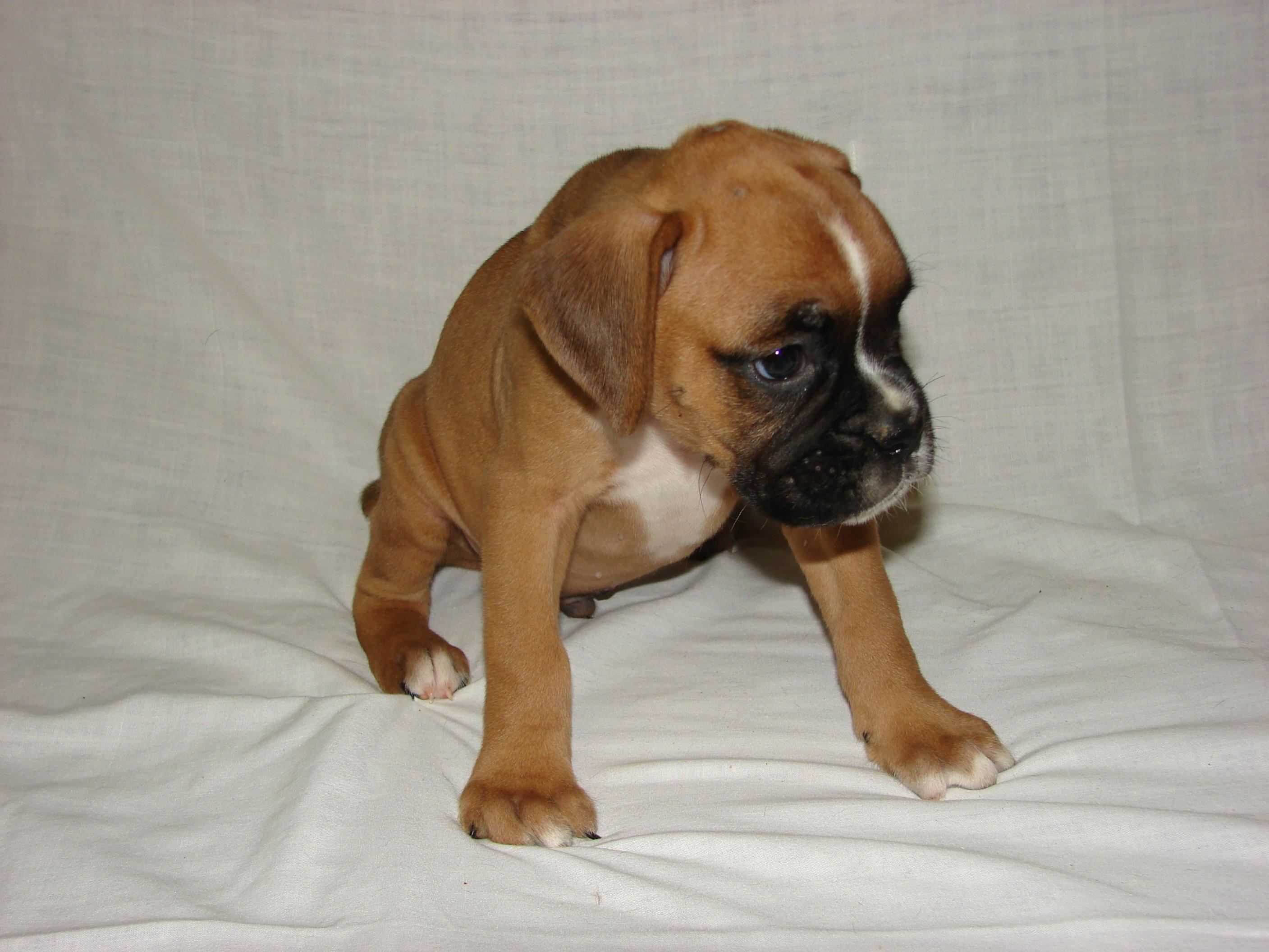 Beautiful Cute Boxer Puppy