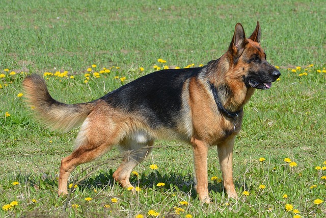 Beautiful German Shepherd Pose