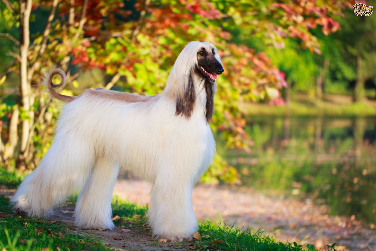 17 Very Beautiful Afghan Hound Pictures