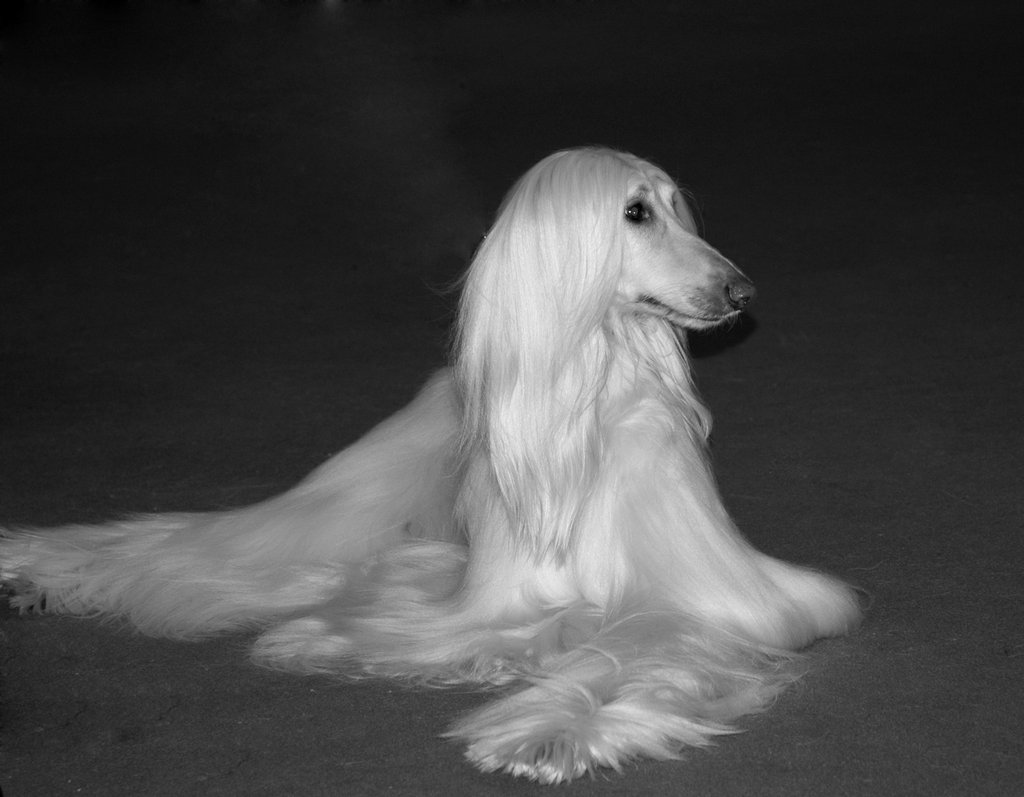 15 Gracious White Afghan Hound Pictures And Photos