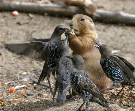 Birds And Squirrel Funny Fighting