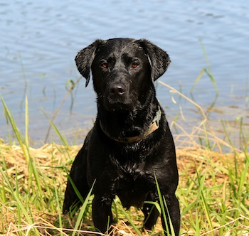 Black 3 Year Old Labrador Retriever Dog Picture