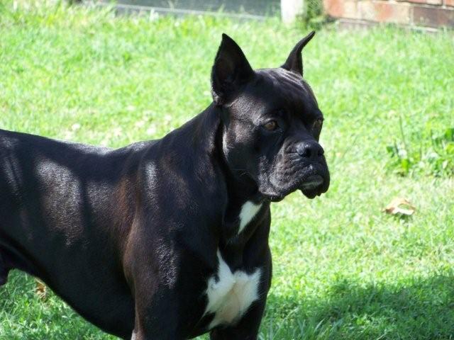 Black Adult Boxer Dog Picture
