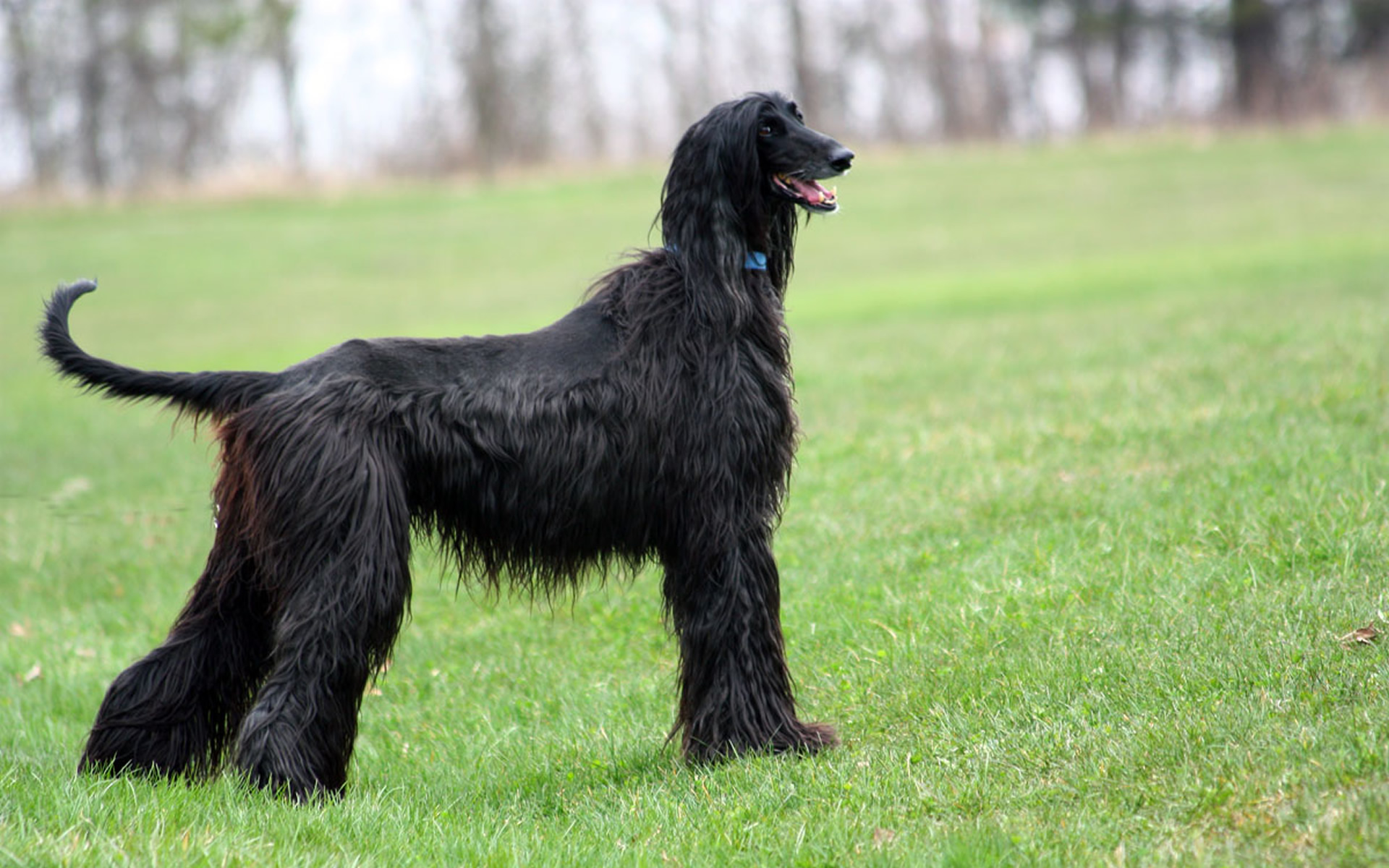 11 Beautiful Black Afghan Hound Pictures And Images