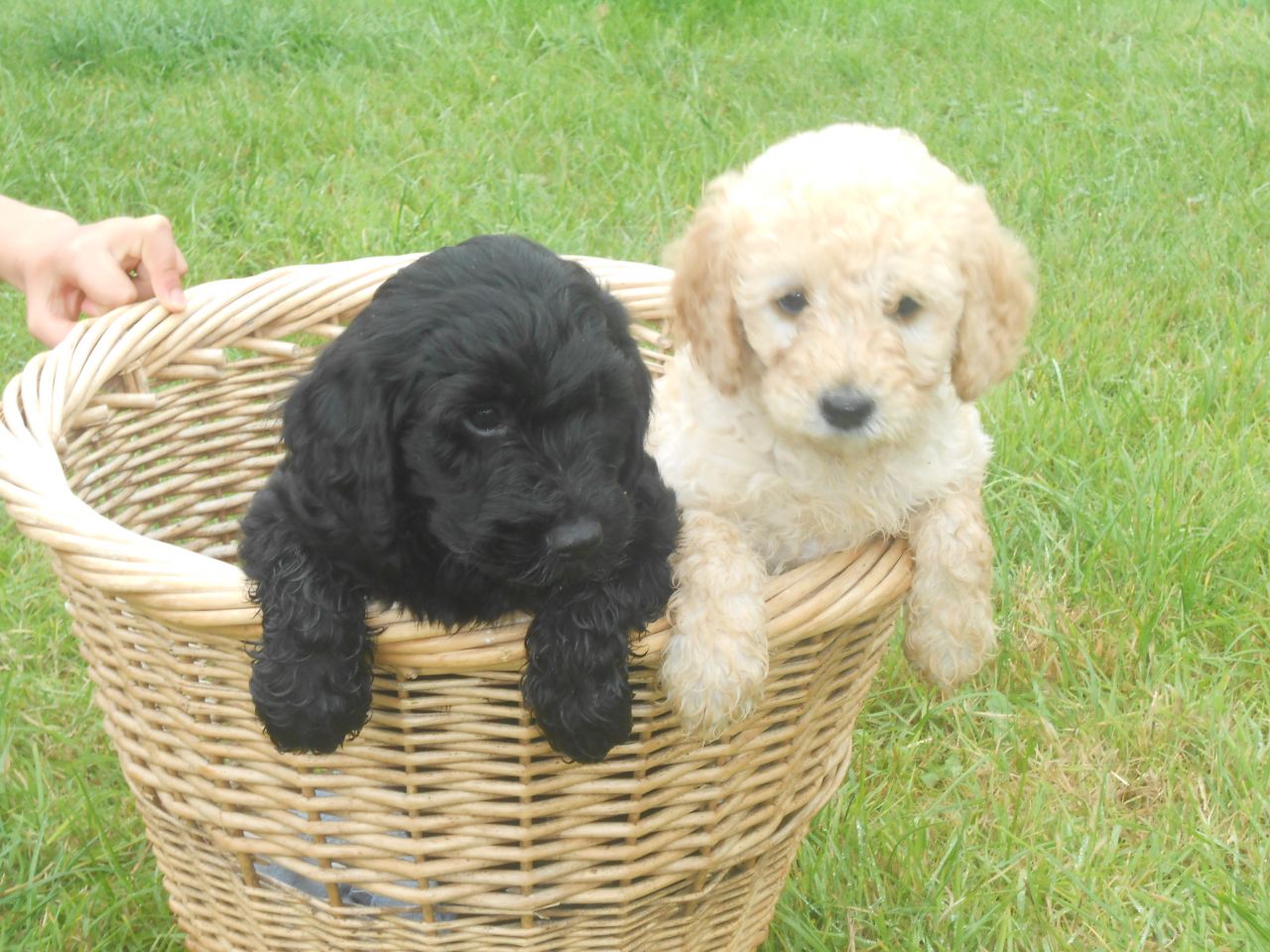 Black And Fawn Cockapoo Puppies In Basket