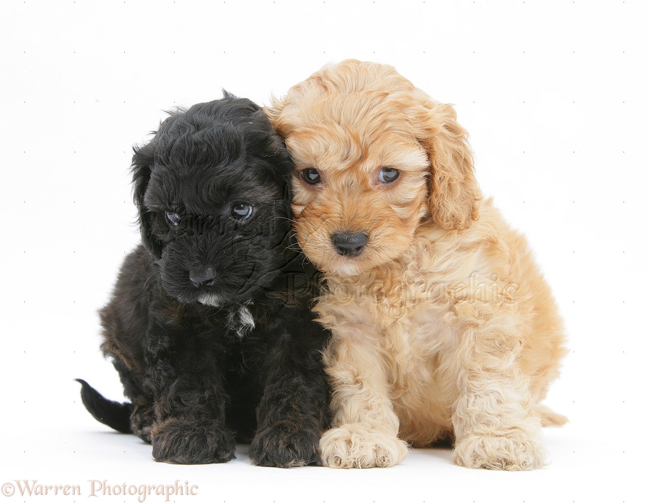 Black And Golden Cockapoo Puppies Image