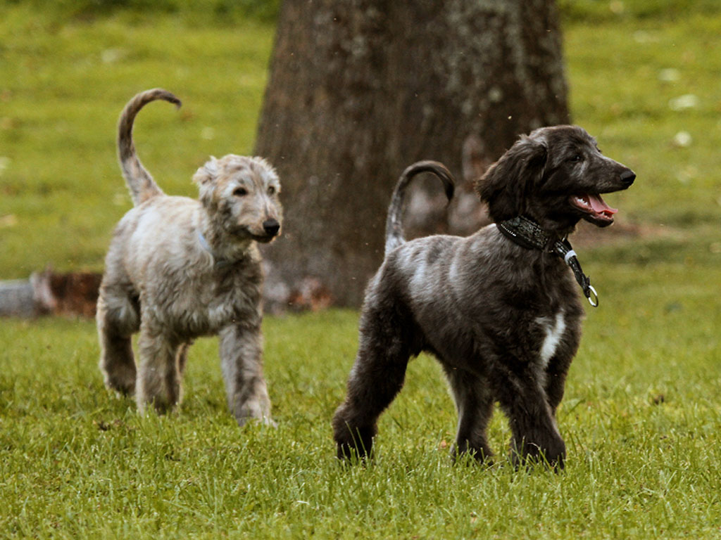 Black And White Afghan Hound Puppies Walking On Grass