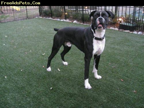 Black And White Boxer Male Dog Picture