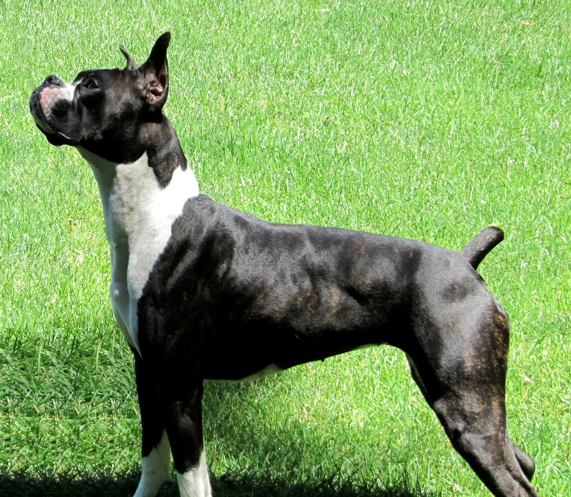 Black And White Brindle Boxer Dog Picture