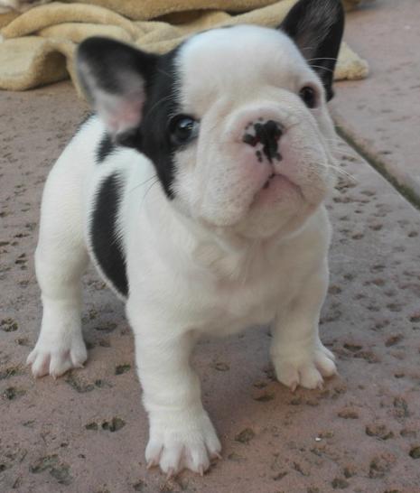 Black And White Brindle French Bulldog Puppy