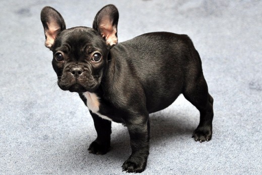 Black And White Brindle French Bulldog Puppy