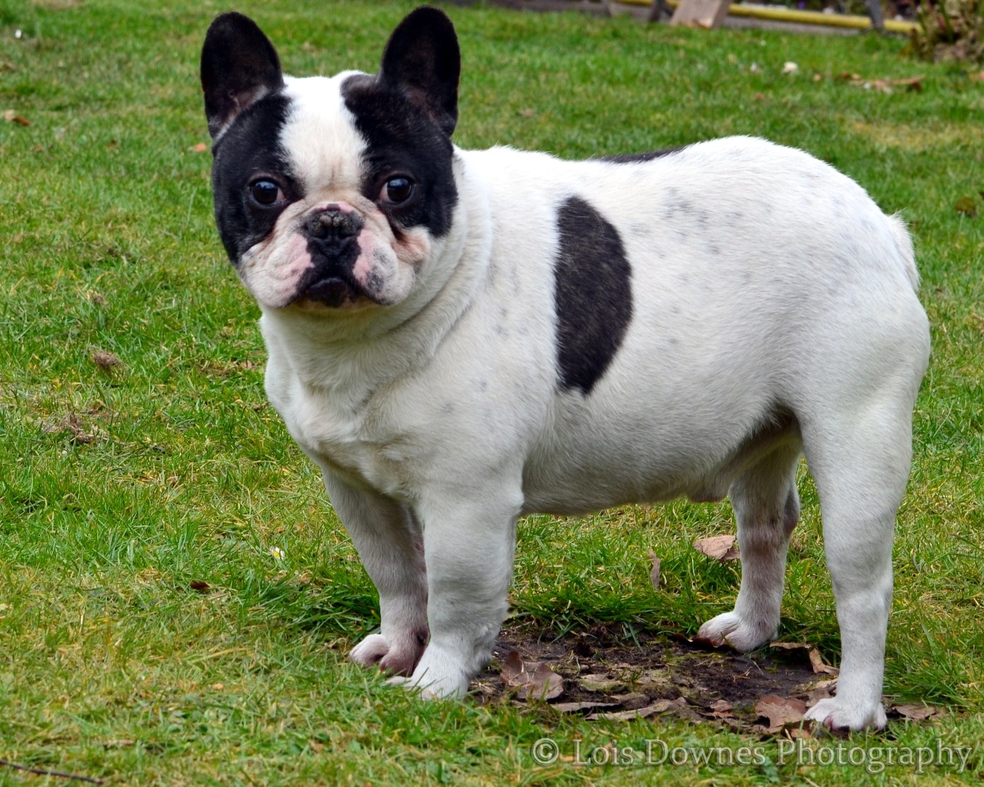 Full Grown Black And White French Bulldog All You Need Infos