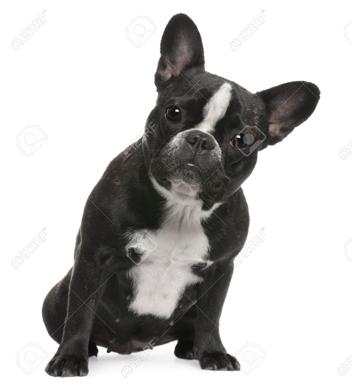 Black And White Brindle French Bulldog