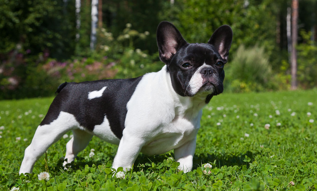 Black And White French Bulldog In Grass