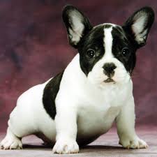 Black And White French Bulldog Picture