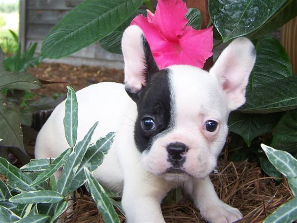 Black And White French Bulldog Puppy Picture