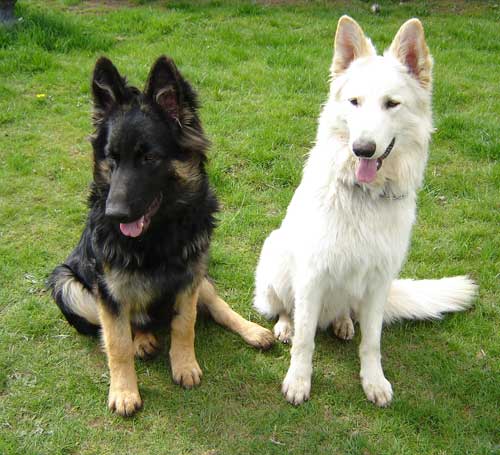 Black And White German Shepherd Dog