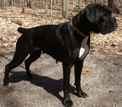 Black And White Seal Brindle Boxer Dog Picture