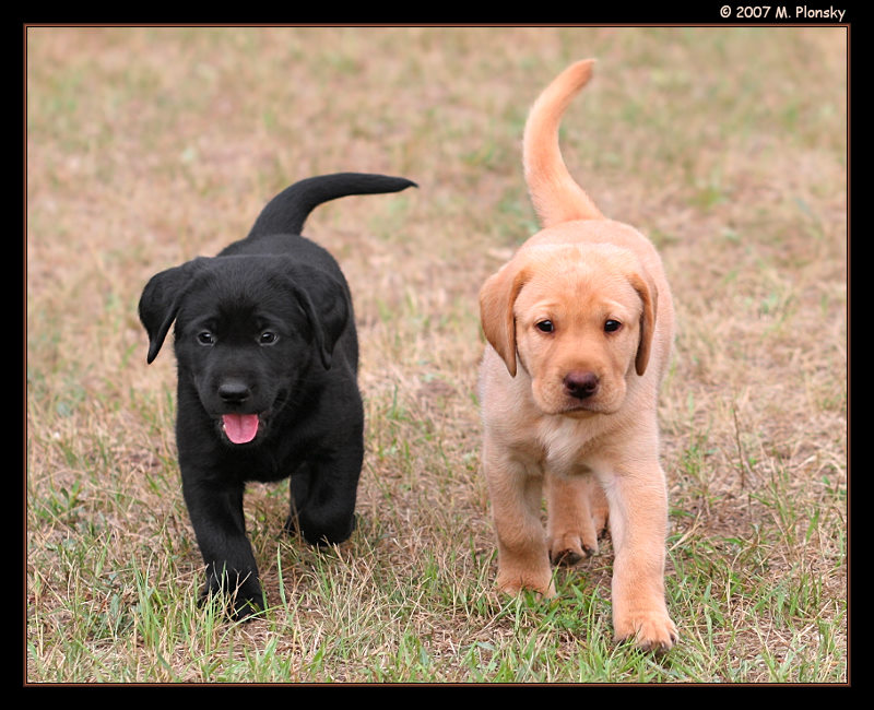 Black And Yellow Labrador Retriever Puppies Picture