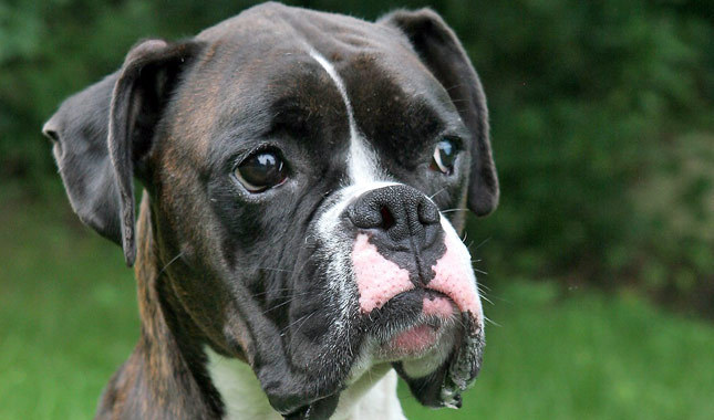 Black Boxer Dog Face