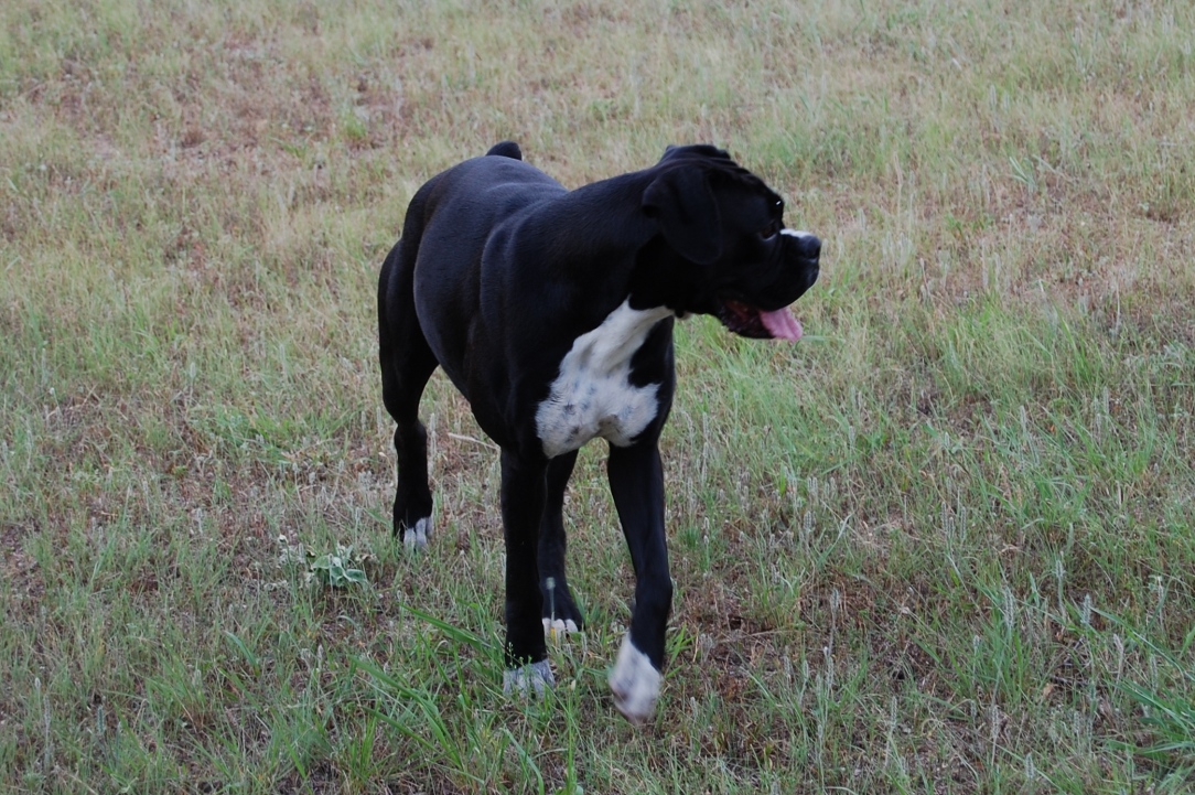 Black Boxer Dog Image