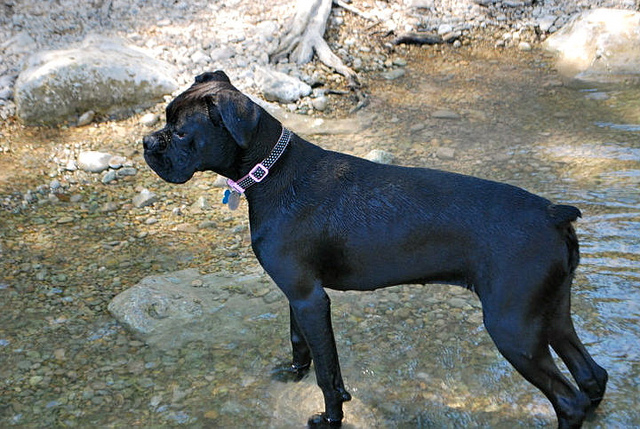 Black Boxer Dog In Water