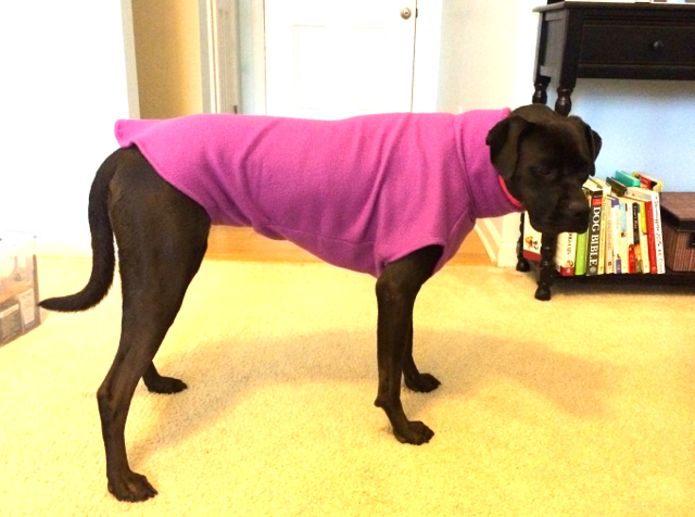 Black Boxer Dog Wearing Pink Sweater