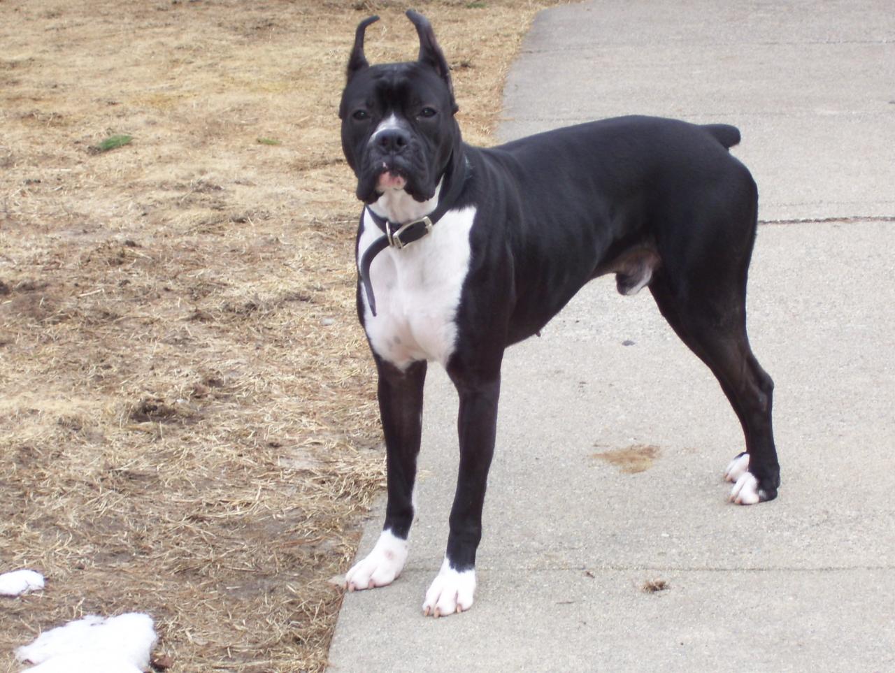Black Boxer Dog Without Tail