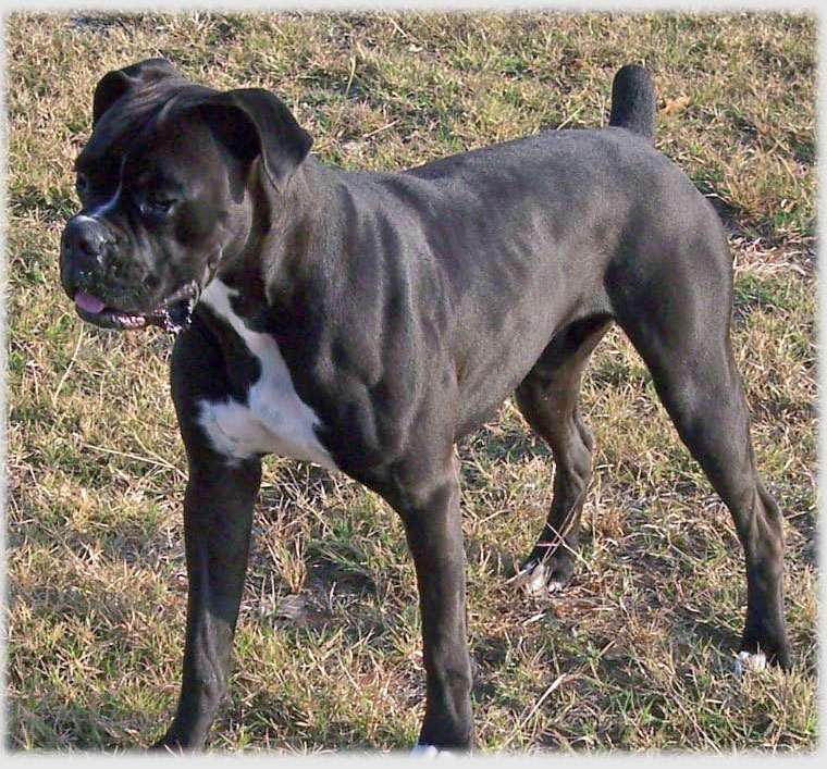 Black Boxer Male Dog Picture