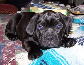 Black Boxer Puppy Dog
